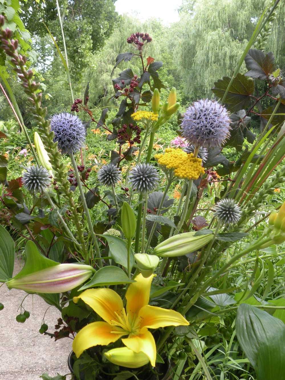 A lush garden scene with spiky blue thistle-like flowers, yellow blooms, and a yellow lily amid green foliage